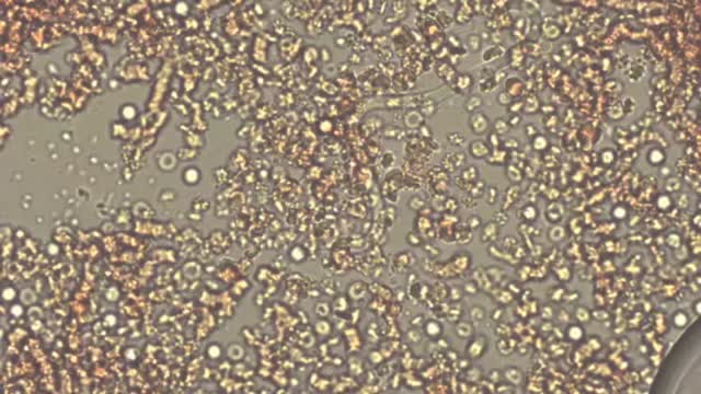 '.$jcate[$i][jc_tit].'